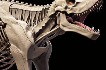 Struktur Tulang T-Rex yang Memudahkan Gerak dan Berburu