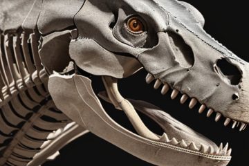 Menguak Misteri Warna Kulit dan Bulu T-Rex